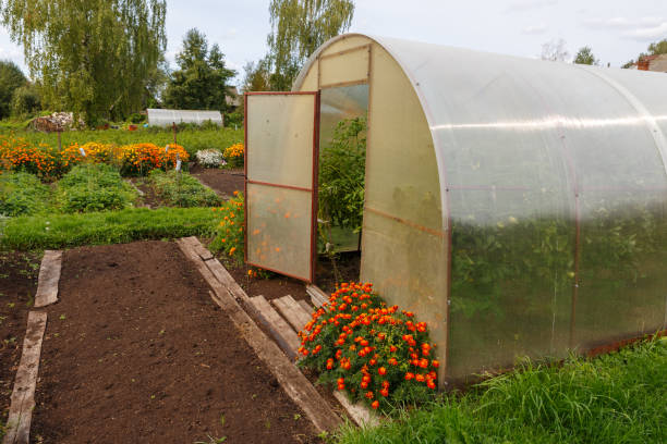 istock Greenhouse in the garden 1339632725