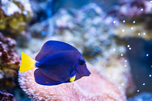 The yellow-tailed zebrasoma is a sea fish with a purple-blue body and a bright yellow tail, a family of surgeon fish, for a home large marine aquarium.