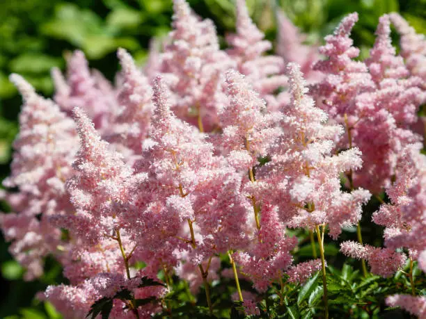 Astilbe , or Astilbe ( lat.  Astilbe ) - genus of perennial plants of the family saxifrage ( Saxifragaceae ). Some species are known as "false spirea" or "false goatbeard"