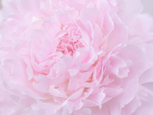 istock Beautiful pink peony flower background 1339634456