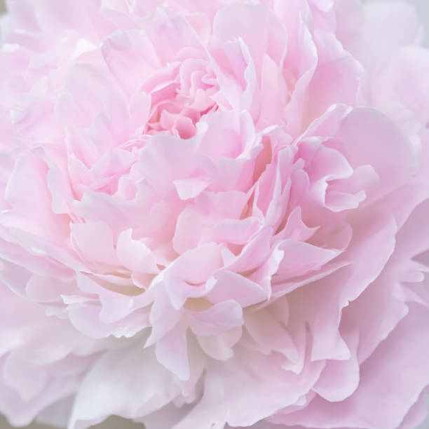 istock Beautiful pink peony flower background 1339634457