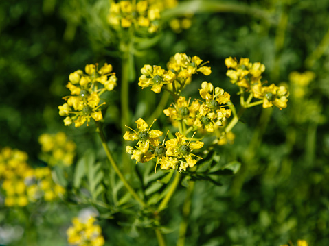 Rue or ruta odorous ( lat.  Ruta graveolens ) - shrub , grows in the wild in southern Europe and in the Crimea on the rocky, sunlit places