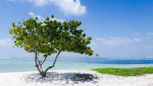 istock Sea view from tropical beach with blue sky in Maldives 1339637192