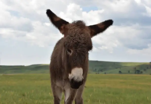 Adorable sweet faced baby burro standing in a large grass meadow.
