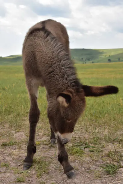 Baby burro itching his nose along his leg while standing up.