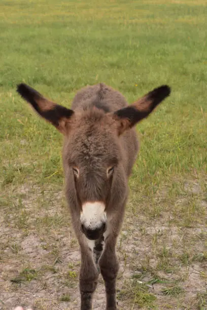 Adorable fluffy baby burro with thick brown fur in Custer State Park.