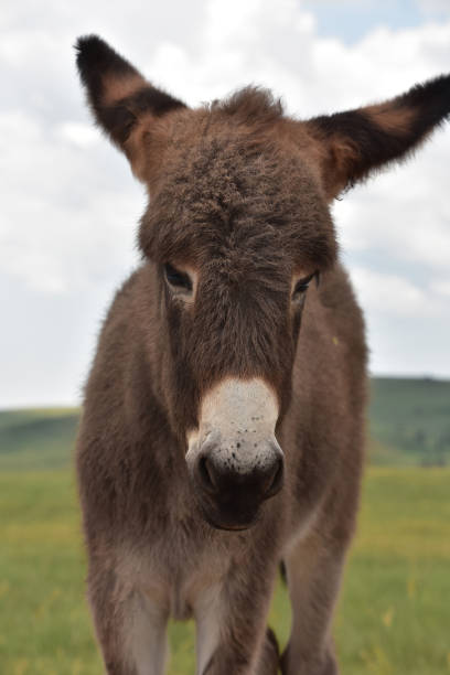 istock Adorable Baby Burro in Custer State Park 1339637430