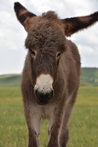 istock Adorable Baby Burro in Custer State Park 1339637594