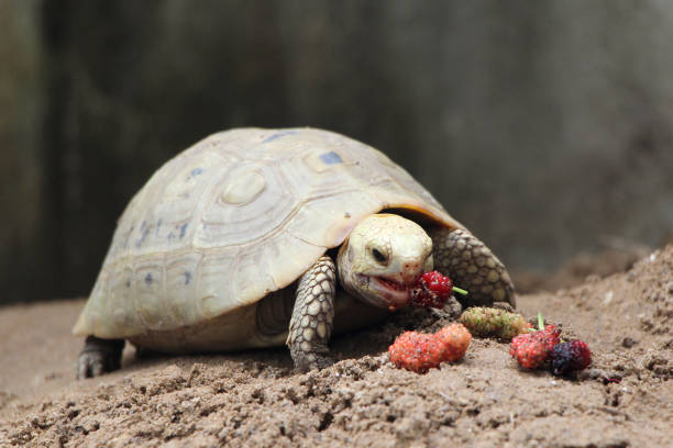 istock Elongated tortoise in the nature 1339637612