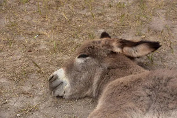 Fluffy baby burro sleeping in the hot summer sun with his head down.
