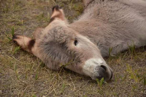 Very sweet sleeping baby burro with his head resting on the ground.
