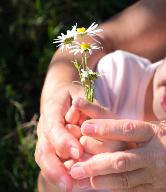 野生の花束を持つ祖母と孫娘の手、クローズアップ、愛の概念 - wildflower spring close up daisy ストックフォトと画像