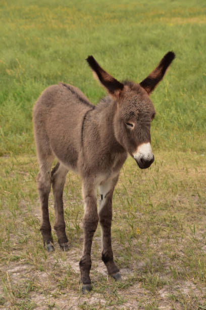 istock Adorable Baby Burro in Custer State Park 1339638544