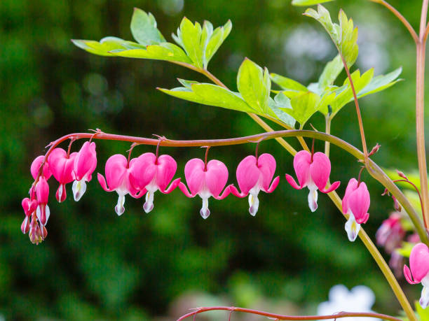istock Bleeding heart (Lamprocapnos spectabilis, synonym Dicentra spectabilis) blooming in garden in late spring 1339638554