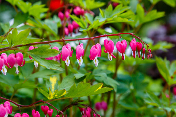 istock Bleeding heart (Lamprocapnos spectabilis, synonym Dicentra spectabilis) blooming in garden in late spring 1339638557