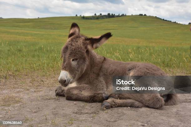 Adorable Baby Burro In Custer State Park Stock Photo - Download Image Now - Donkey, Foal - Young Animal, Small