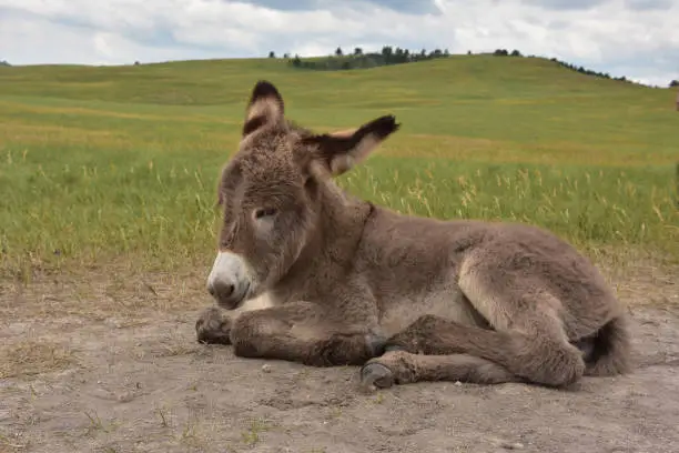 Very sweet sleeping begging burro foal resting in a large grass field.