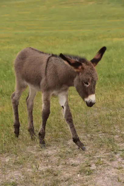 Adorable Spanish donkey foal meandering in a lush green grass field.