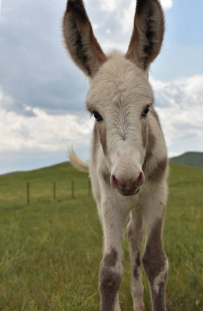 istock Adorable Baby Burro in Custer State Park 1339639012