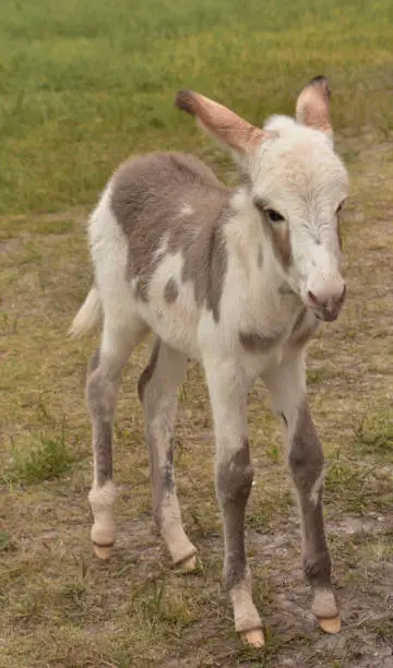 Leggy white and brown spotted baby burro standing in a field.