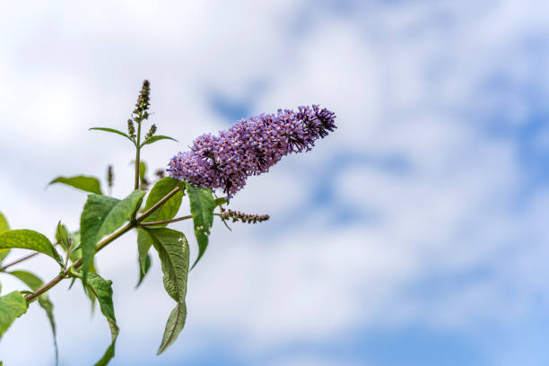 Buddleia flower blue sky background Buddleia flower of the butterfly bush against blue sky background buddleia blue stock pictures, royalty-free photos & images