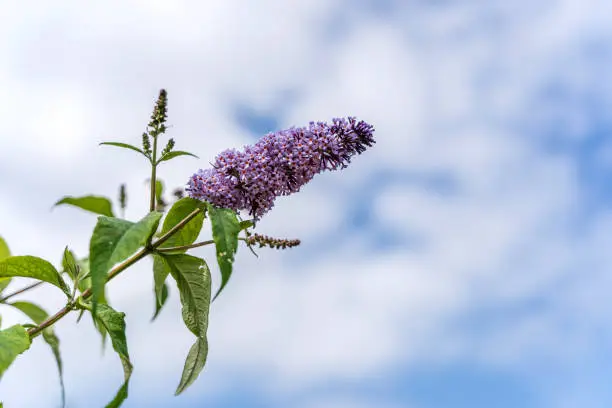 Buddleia flower of the butterfly bush against blue sky background