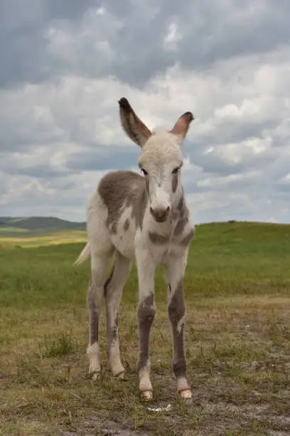 Cute white and gray spotted burro foal standing in a grass field in Custer.