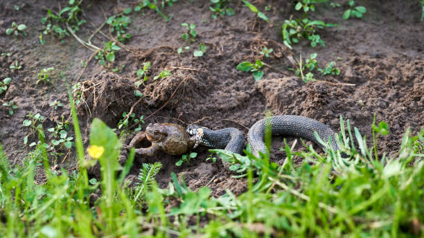 The snake caught a large toad. Snake hunt. The snake caught a large toad. Snake hunt common adder stock pictures, royalty-free photos & images