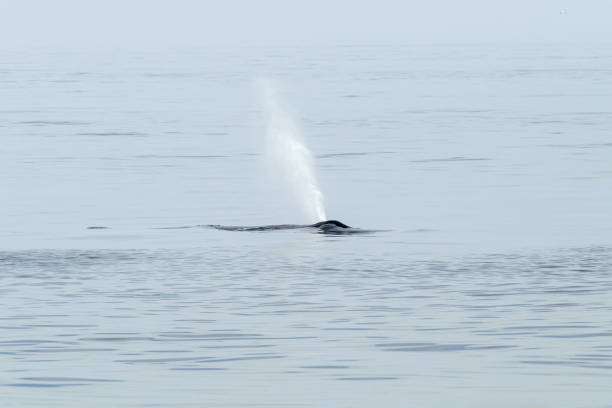 A Humpback Whale surfaces in tranquil waters and exhales creating a waterspout. -