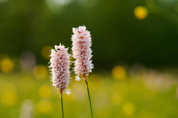 Bistorta officinalis. Other common names - snakeroot, snake-root, snakeweed. Bistorta officinalis. Other common names - snakeroot, snake-root, snakeweed snake names stock pictures, royalty-free photos & images