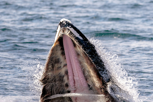 A close-up of a humpback whales mouth with the tongue and baleen visible.