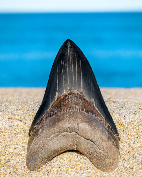 megalodon tooth - océan - pliocene photos et images de collection
