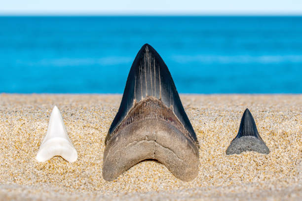 megalodon & white shark teeth - océan - pliocene photos et images de collection
