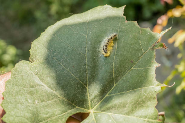 istock Yellow, black dotted caterpillar laying yellow eggs on a grape vine leaf 1339642852
