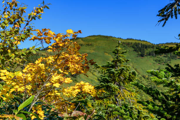 mount aizukomagatake and autumn leaves of acer tschonoskii in mount aizukomagatake - acer tschonoskii imagens e fotografias de stock