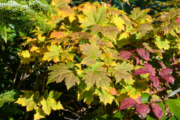 autumn leaves of acer tschonoskii in mount aizukomagatake - acer tschonoskii imagens e fotografias de stock