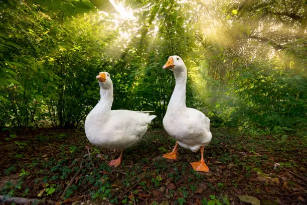 Photo of Two geese on pond bank on foggy morning