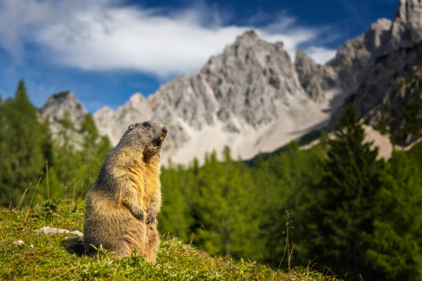 山を背景に立っているマーモットは叫び、他のマーモットに警告しています - curious squirrel ストックフォトと画像