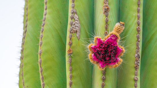 Beautiful cactus flower