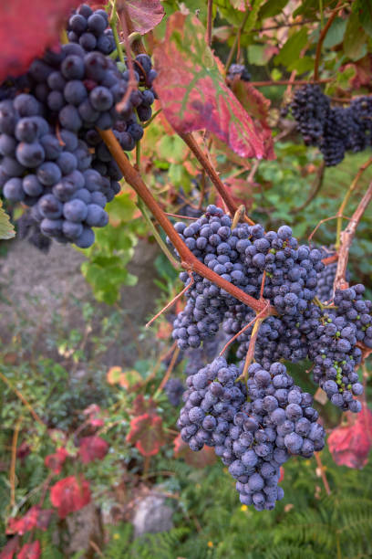 czerwone winogrona gotowe do zbioru - agriculture purple vine grape leaf zdjęcia i obrazy z banku zdjęć
