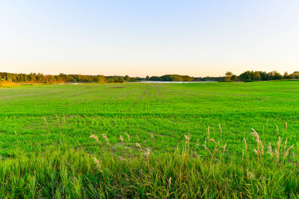 istock Rural Farmland Sunset in Midwest 1339657412