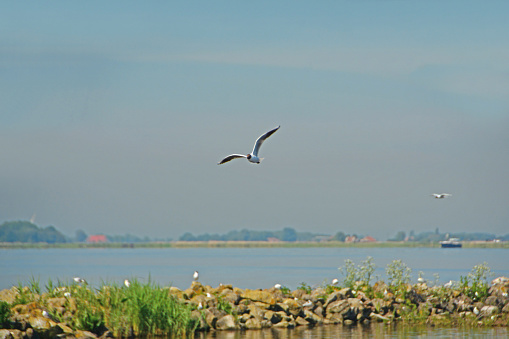 friesland a sunny day: aerial view with a flying black-headed gull above lake heegermeer.