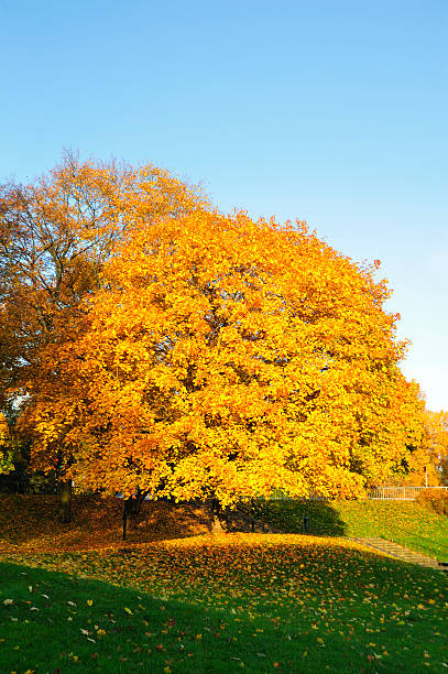 istock Stockholm in Autumn 133965980