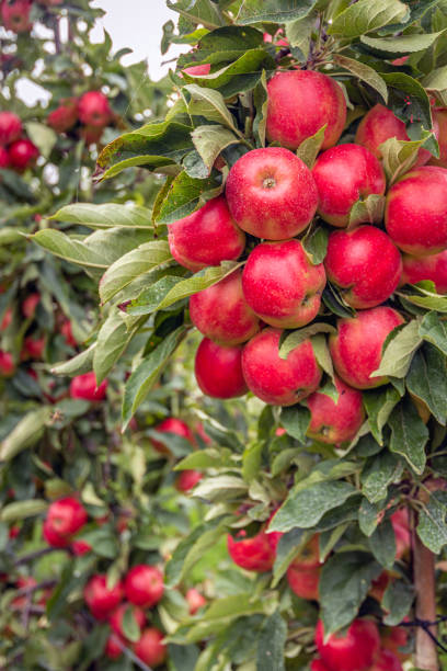 Lots of ripe red apples growing on the standard apple tree in a Dutch apple orchard. It's almost fall now.