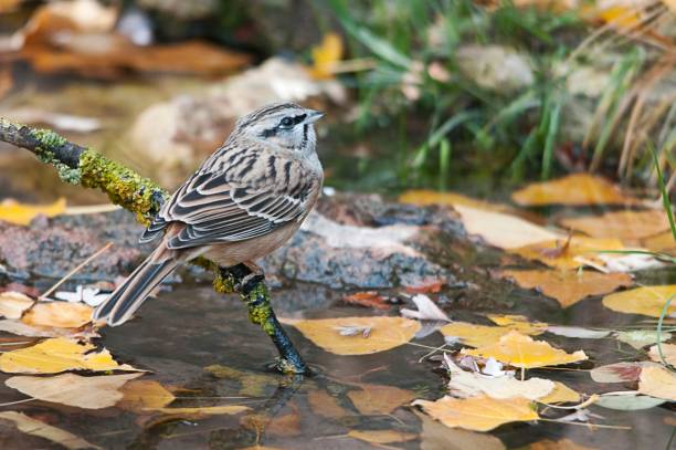 istock Birds in freedom and in their environment. 1339662956