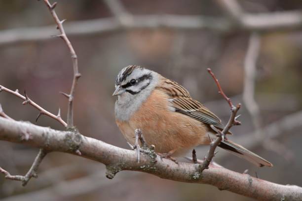 istock Birds in freedom and in their environment. 1339662980