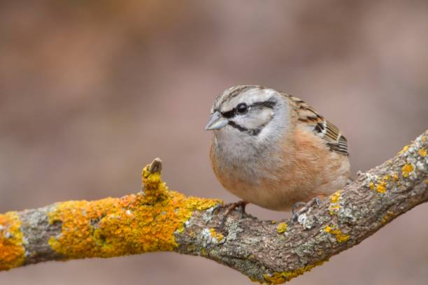 istock Birds in freedom and in their environment. 1339662984
