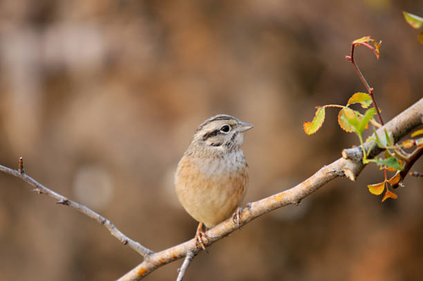 istock Birds in freedom and in their environment. 1339663001