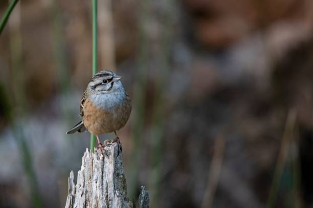 istock Birds in freedom and in their environment. 1339663002