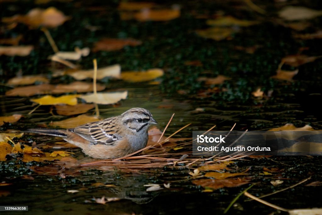 Birds in freedom and in their environment. Emberiza cia - Mountain bunting, a species of passerine bird of the scribe family. Animal Stock Photo
